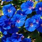 Blue Morning Glory Flowers Garden Plantingn
