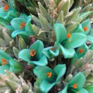 Puya berteroniana, Teal Blue Puya Seeds