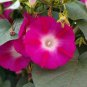 Pink & Ruby Red Morning Glory Flowers Garden Planting