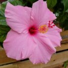 Pink Hibiscus Flower Seeds Plants Garden Planting