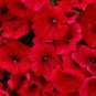 Fire Chief RED PETUNIA Flowers