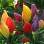 Numex Twilight peppers HOT