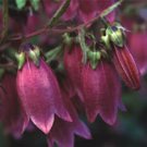 RUBY RED HEIRLOOM CAMPANULA "CANTERBURY BELLS" PERENNIAL FLOWERS