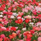 Falling in Love Poppy Flowers Garden Plants