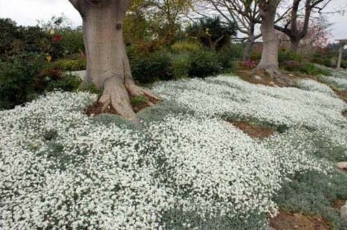Cerastium biebersteinii White Ground Cover