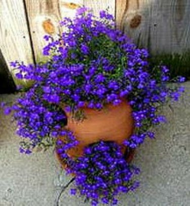 Lobelia Deep Purple Trailing Flower Ground Cover & Hanging