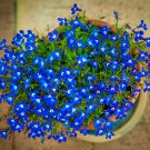 Alyssum Bright Blue Flower Ground Cover & Hanging Plantg