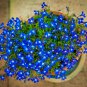 Lobelia Bright Blue Trailing Flower Ground Cover & Hanging
