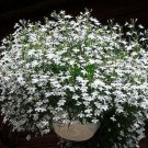 Lobelia Snow White Trailing Flower Ground Cover & Hanging