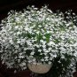 Lobelia Snow White Trailing Flower Ground Cover & Hanging
