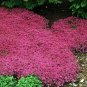 Alyssum Bright Neon Pink Flower Ground Cover & Hanging Plant