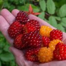 SALMONBERRY Raspberry Fruit