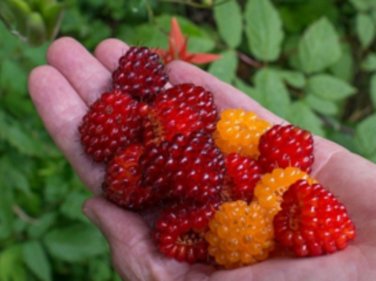 SALMONBERRY Raspberry Fruit