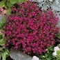 Lobelia Bright Pink Trailing Flower Ground Cover & Hanging