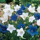 PLATYCODON BLUE & WHITE BALLOON FLOWERS Perennial Flower Garden