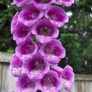 PURPLE FOXGLOVE Digitalis Flower Garden