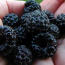 Blackcap Raspberry Raspberries