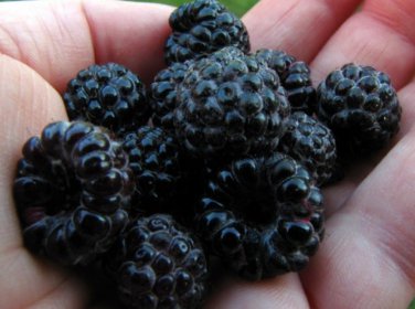 Blackcap Raspberry Raspberries