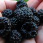 Blackcap Raspberry Raspberries
