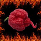 Carolina Reaper Peppers WORLDS HOTTEST PEPPER