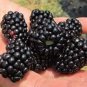 Blackberry Blackberries Fruit