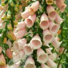 Apricot Beauty Foxglove Flower Garden