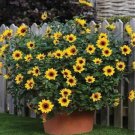 Yellow DWARF SUNFLOWERS Flowers Miniature Flower Blooms