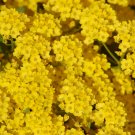 Basket of Gold Yellow Ground Cover Aurinia Saxatilis Garden