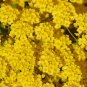 Basket of Gold Yellow Ground Cover Aurinia Saxatilis Garden