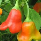 Bishop's Cap Peppers Crown Sweet & Spicy