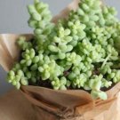 Donkey's Tail Succulent Cactus Succulent Garden Plant