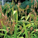 River oat Grass Ground Cover native plants