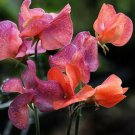 Orange & Red Sweet Pea Lathyrus Belinensis Beautiful Flower Plant
