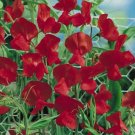 Ruby Red Sweet Pea Lathyrus Belinensis Beautiful Flower Plant