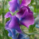 Purple & Blue Sweet Pea Lathyrus Belinensis Beautiful Flower Plant