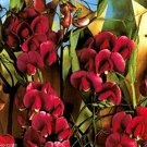 Maroon Sweet Pea Beautiful Dark Red Flower Plant
