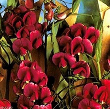 Maroon Sweet Pea Beautiful Dark Red Flower Plant
