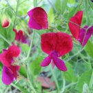 Purple & Red Sweet Pea Lathyrus Belinensis Beautiful Flower Plant