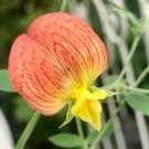 Orange & Yellow Sweet Pea Lathyrus Belinensis Beautiful Flower Plant