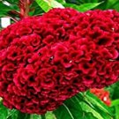 Ruby Red Cockscomb Celosia Argentea Cristata Beautiful Flower Plant