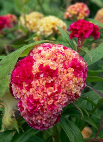 Pink Yellow Cockscomb Celosia Argentea Cristata Beautiful Flower Plant