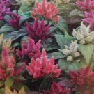 Celosia Flower Garden Mix Color