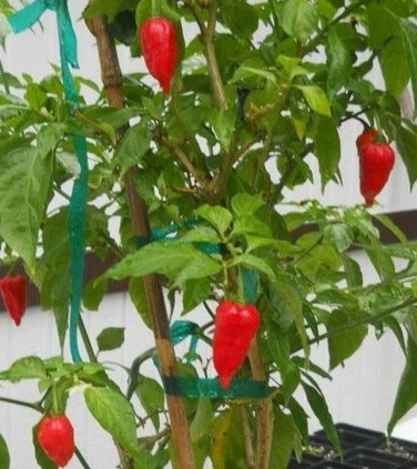 Ghost Pepper Seeds - Red Bhut Jolokia