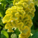 Yellow Cockscomb Celosia Argentea Cristata Beautiful Flower Plant