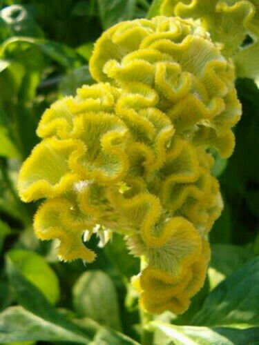 Yellow Cockscomb Celosia Argentea Cristata Beautiful Flower Plant