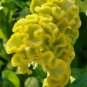 Yellow Cockscomb Celosia Argentea Cristata Beautiful Flower Plant