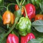 Pepper Seeds Trinidad Scorpion HOT
