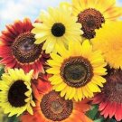 Species Mix Variety Sunflower 50 Seeds Garden Plants