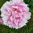 Light Pink Dragon Ball Flowers Huge Ballz Garden Plants