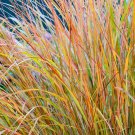 Stipa Arundinacea Pheasant Tails Ornamental Grass Multicolor Foliage